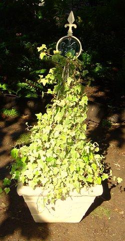 Ivy topiary