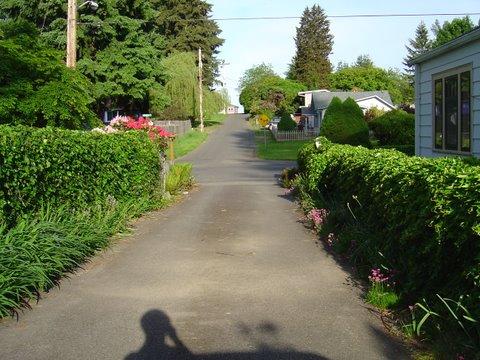 Driveway hedges and perennials