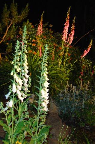 White foxglove (digitalis) and others
