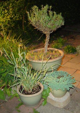 Rosemary Topiary gone wrong, grass, sedum