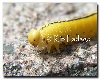 yellow caterpillar.... whats his name and will he pupate