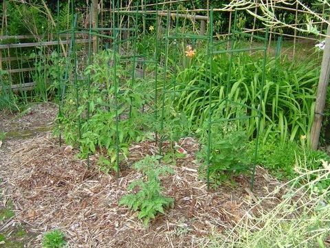 Tomatoes are stretching