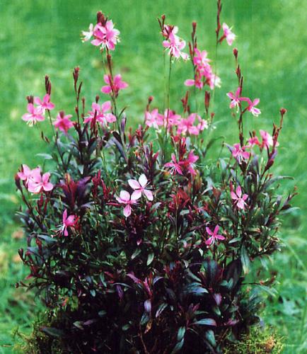 Gaura lindheimeri Wand Plant
