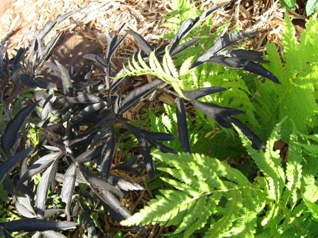 black lace elderberry and fern