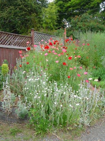 Poppies and white ligustrum vulgare with lamb's ears