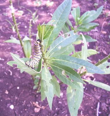 And there goes the Milkweed now.