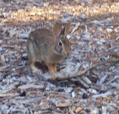 Young Jackrabbit came to have tea with me Wed morning