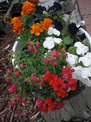 red Snapdragons, potted flowers