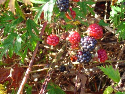 Native Blackberries