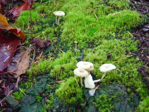 Moss and Mushrooms (Kennedy Creek)