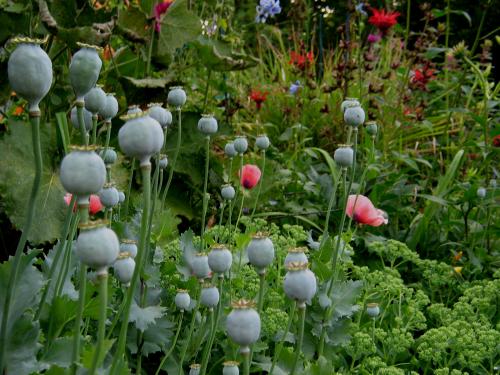 Pink Poppy seed heads