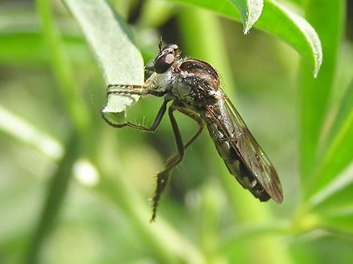 Robber fly.