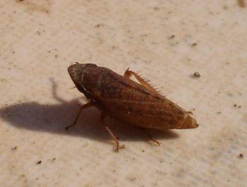 bug found on dahlia stem
