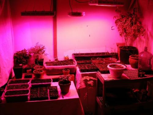 my indoor led garden