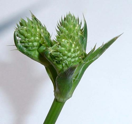 Flowerhead of spiky plant