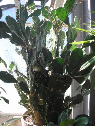 cacti plant