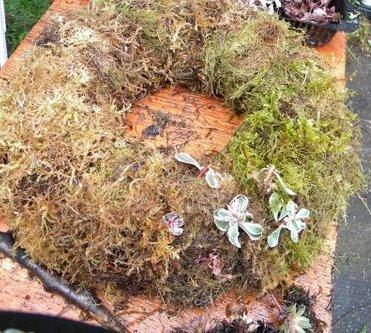 using dibble to insert cuttings into moss covered wreath