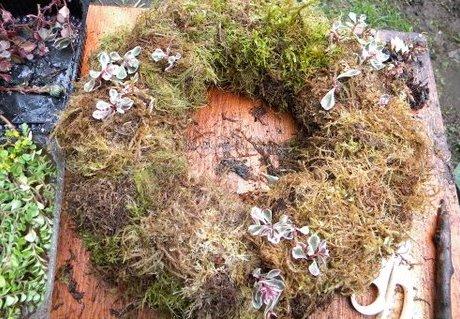 using "rule of 3" to start filling moss covered wreath