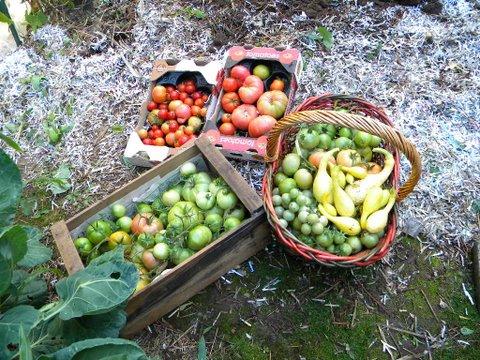 a few tomatoes and last of the summer squash