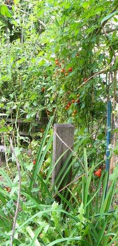 Sweet 100s and Romas Tomatoes