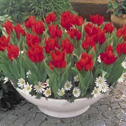 Spring Red Tulips - Brecks