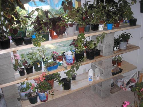 new shelves for plants
