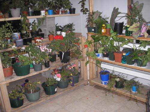 My plant room