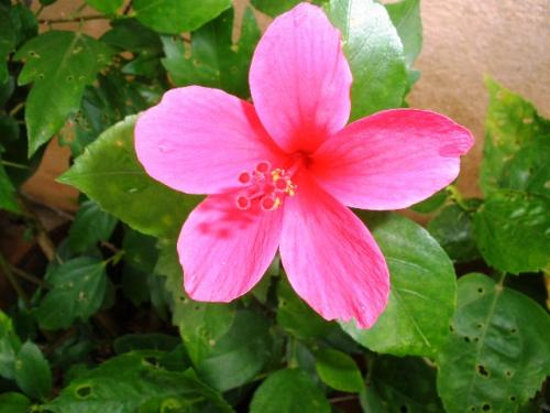 pretty hibiscus - small flowers