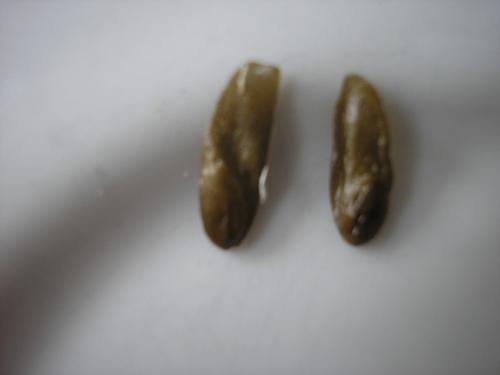 up close Hosta seeds