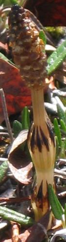 Photo of Equisetum arvense (Field Horsetail, Common Horsetail)