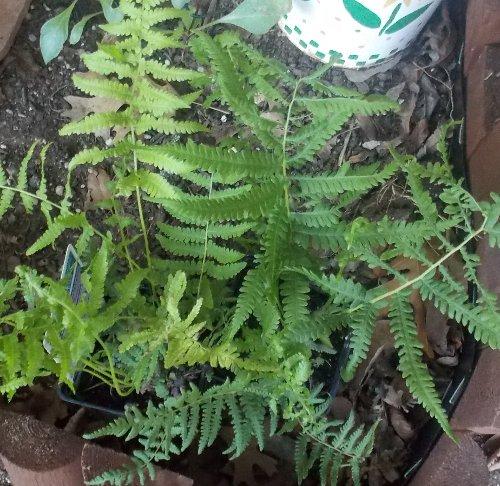 Photo of Thelypteris kunthii (Southern Wood Fern, Syn. Dryopteris normalis)