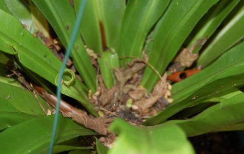 Photo of Asplenium nidus (Bird's Nest Fern)