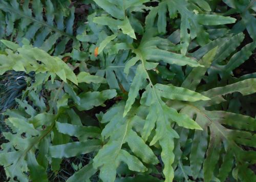 Photo of Phlebodium aureum