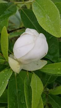 Photo of Magnolia virginiana