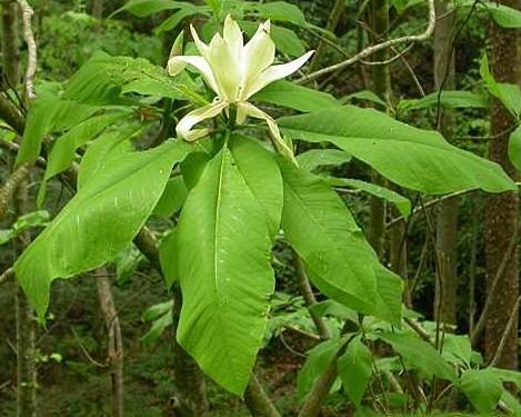 Photo of Magnolia tripetala (Magnolia Umbrella, Umbrella-tree)