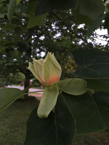 Photo of Liriodendron tulipifera (Tulip Tree, Yellow Poplar, State Tree of Indiana, State Tree of Kentucky, State Tree of Tennessee)