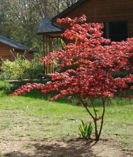 Photo of Acer palmatum (Japanese Maple)