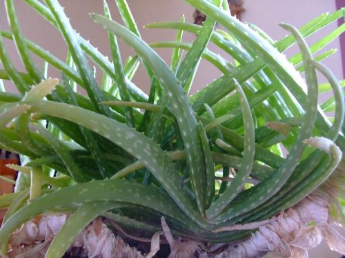 Photo of Aloe vera (Medicinal Aloe)