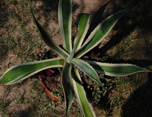 Photo of Agave americana (Century Plant, Maguey)