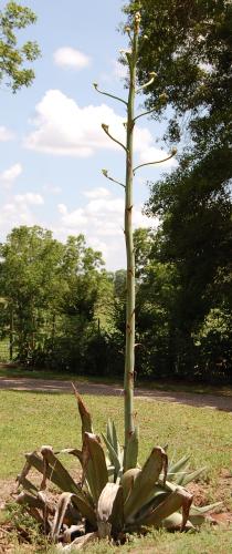 Photo of Agave americana (Century Plant, Maguey)