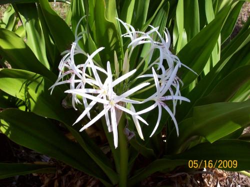 Photo of Crinum amabile (Giant Spider Lily)