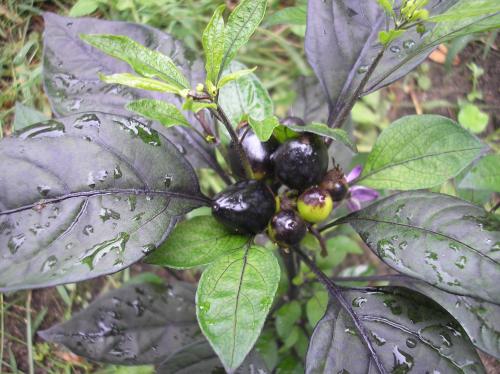 Photo of Piper nigrum (Black Pepper)