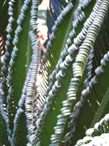 Photo of Cycas revoluta (King Sago Palm, Sago Palm)