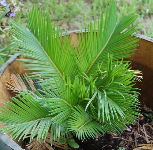 Photo of Cycas revoluta (King Sago Palm, Sago Palm)