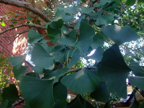 Photo of Ginkgo biloba (Ginkgo, Maidenhair Tree)