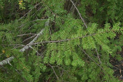 Photo of Tsuga canadensis (Canadian Hemlock, Eastern Hemlock, State Tree of Pennsylvania)