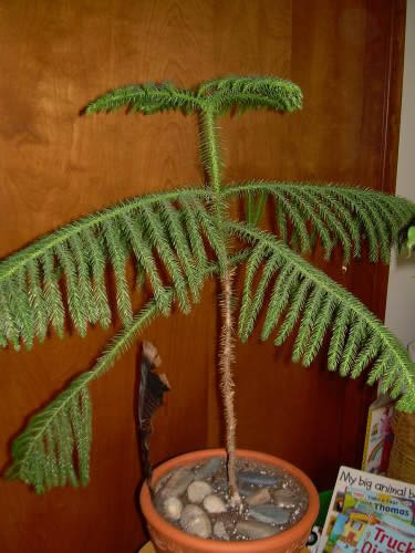 Photo of Araucaria heterophylla (Norfolk Island Pine)