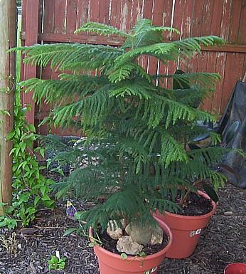 Photo of Araucaria heterophylla (Norfolk Island Pine)