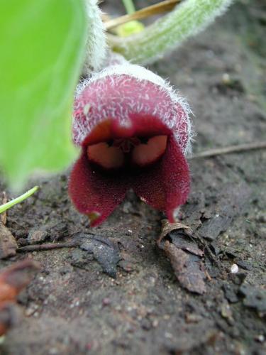 Photo of Asarum canadense (Canadian Wild Ginger)