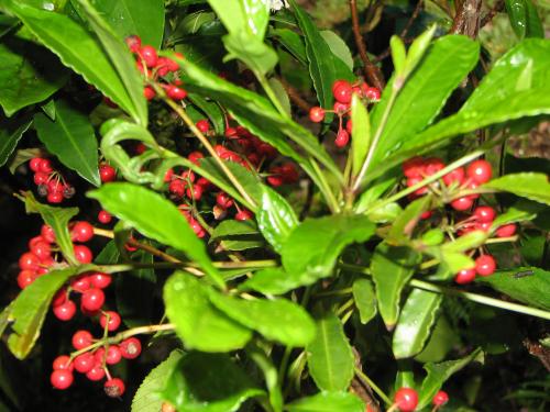 Photo of Ardisia crenata (Christmas Berry)